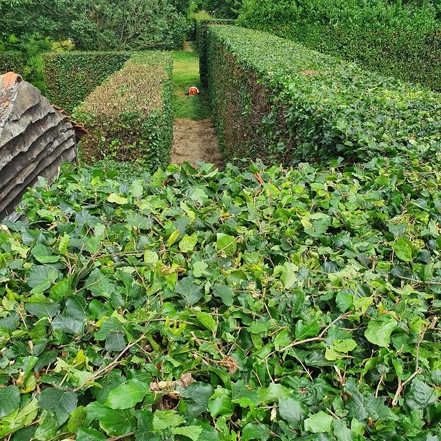 Trimmed hedges
