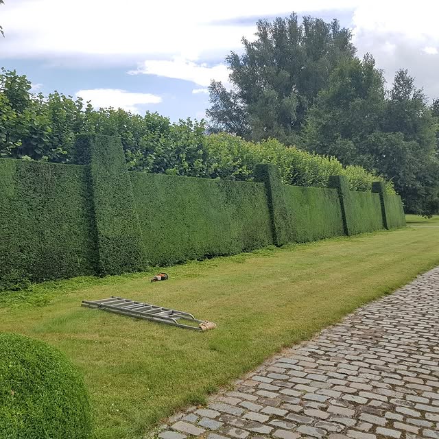 A green wall after trimming