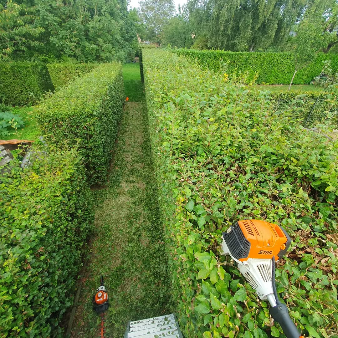 Trimming a hedge